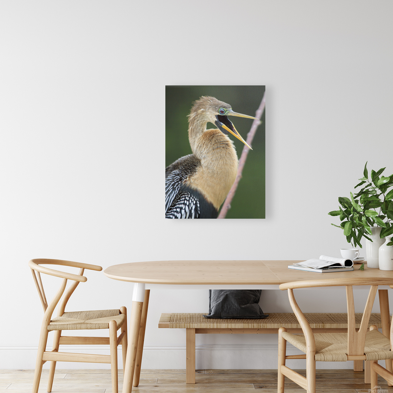 Juvenile Anhinga Reproduction