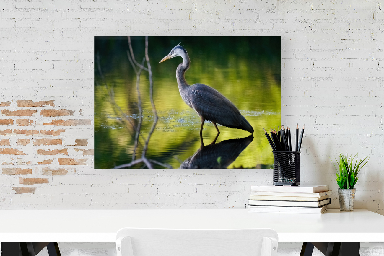 Blue Heron fishing Reproduction