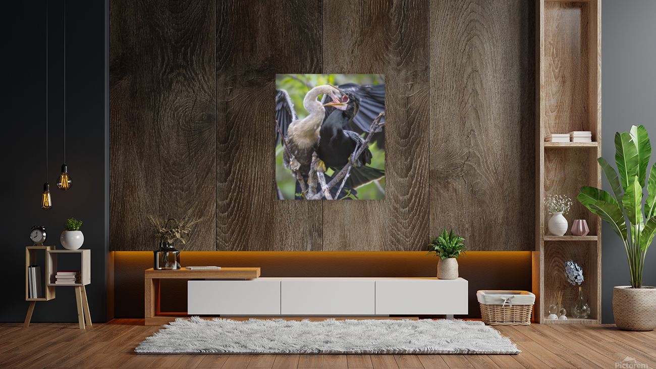 Anhinga at lunch Reproduction