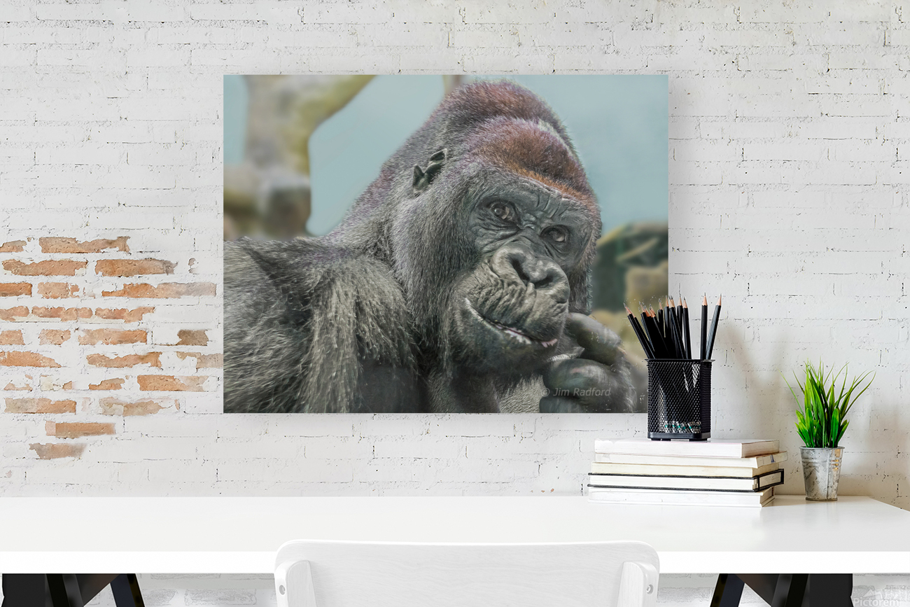 Gorilla Reproduction