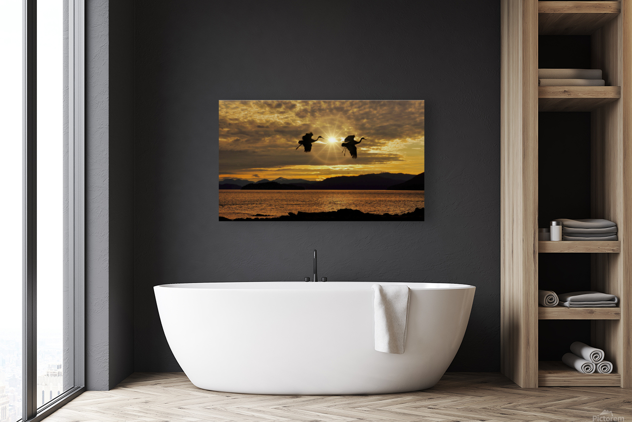 Sandhill cranes over Alaska Reproduction