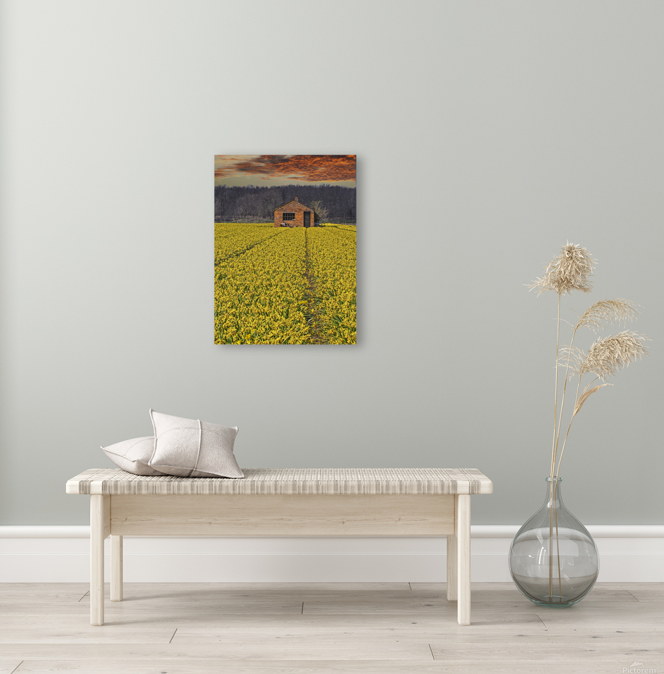 Flourishing fields of flowers Holland  Reproduction
