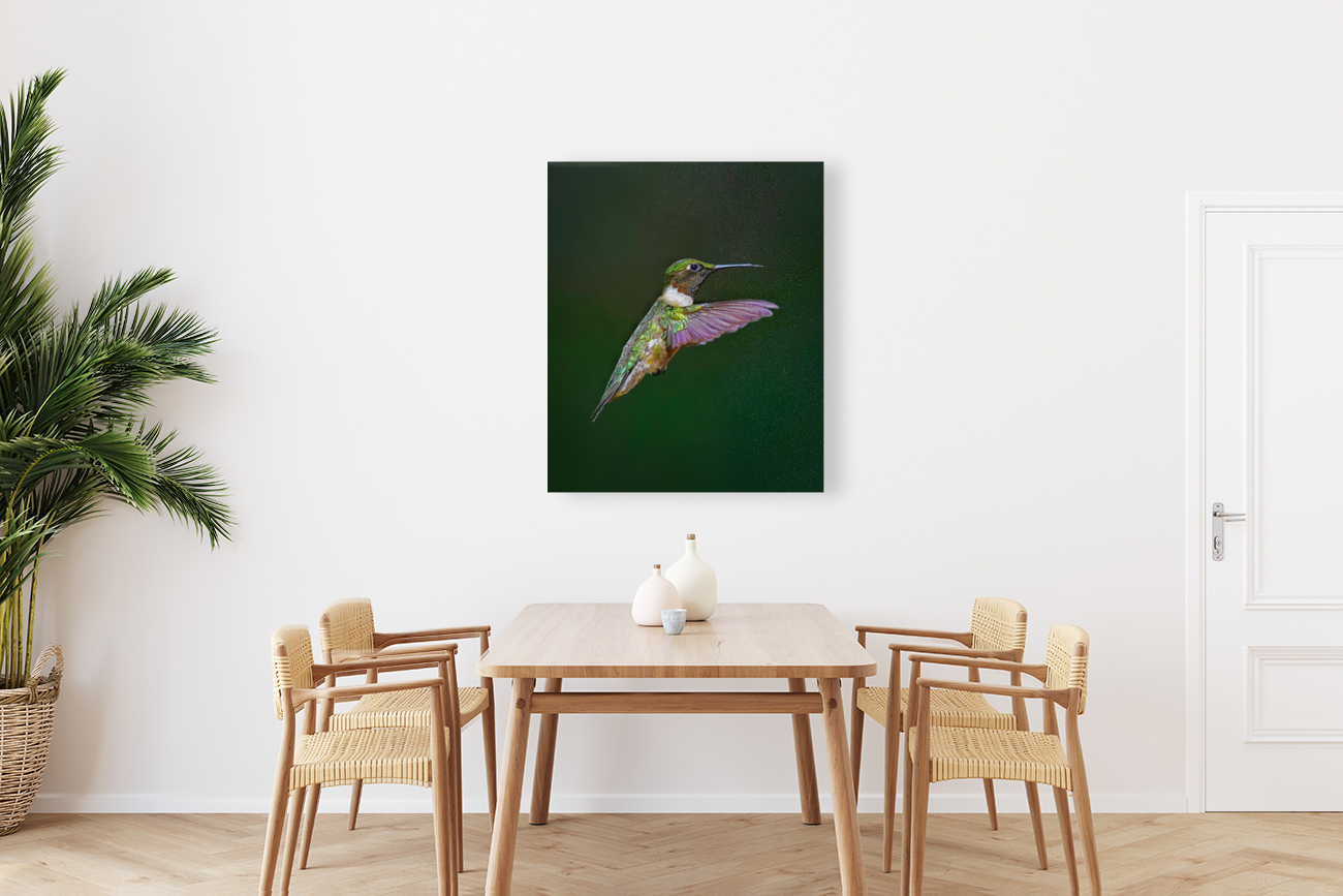 Ruby-throated hummingbird Reproduction