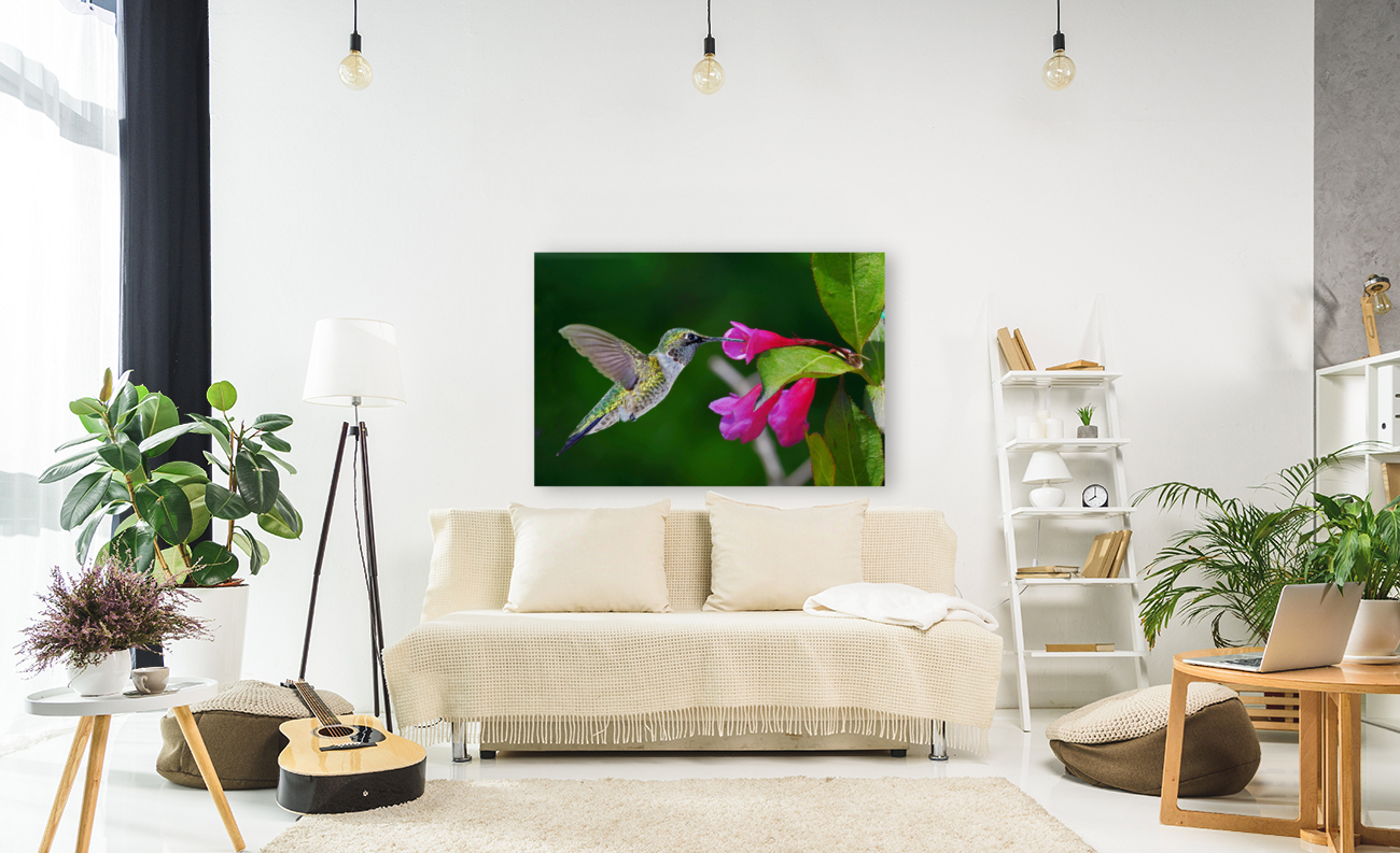 Hummer on flower Reproduction