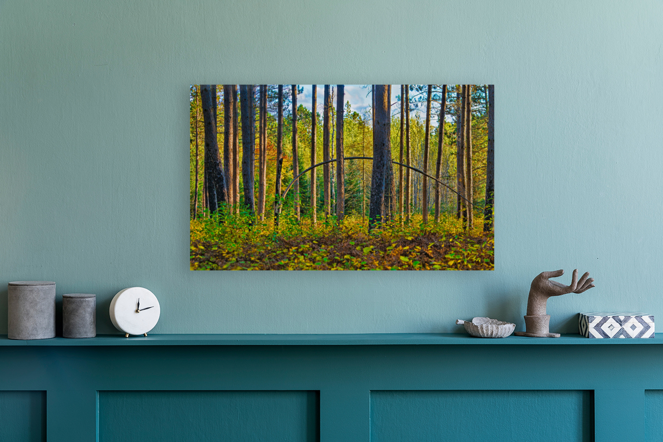 Bent tree in the forest  Reproduction