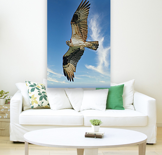 Big wing osprey Reproduction