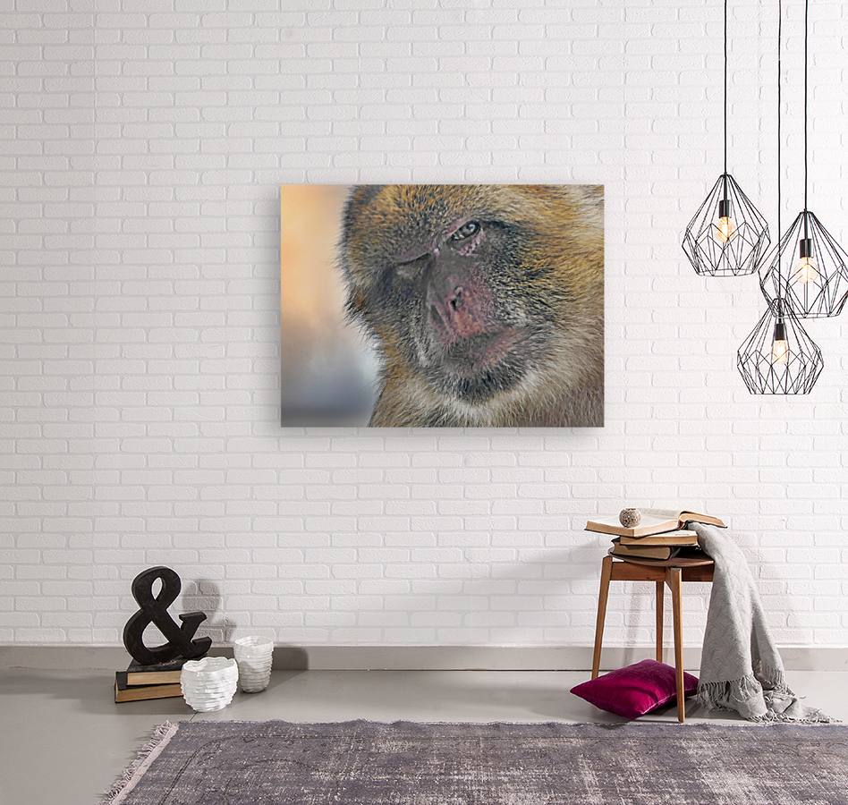 Barbary Macaques monkey Reproduction