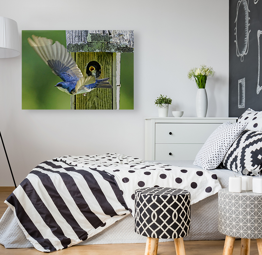 Tree swallow home Reproduction