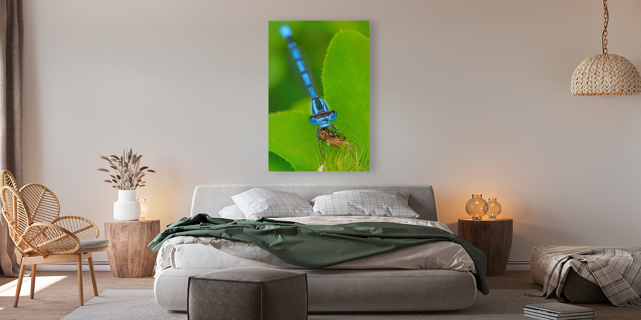 Damselfly and bee Reproduction