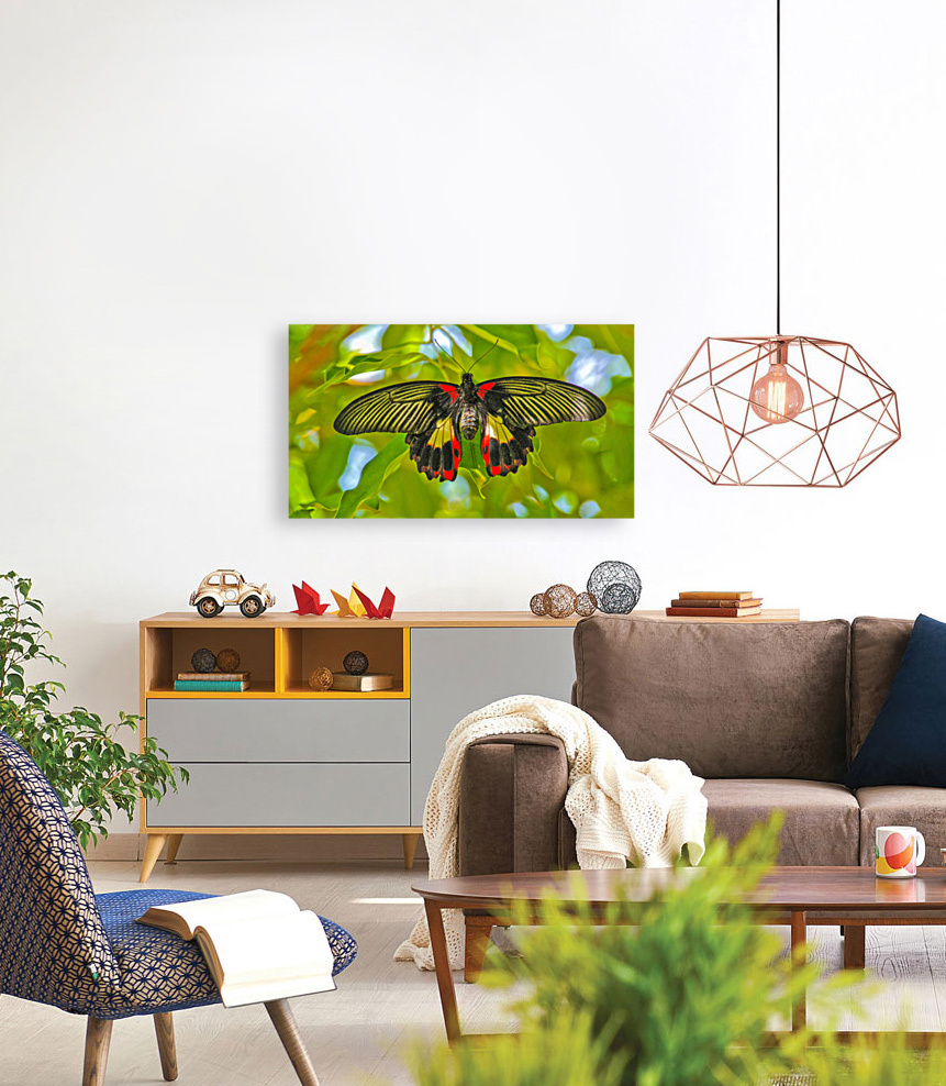 Scarlet Swallowtail Butterfly Reproduction