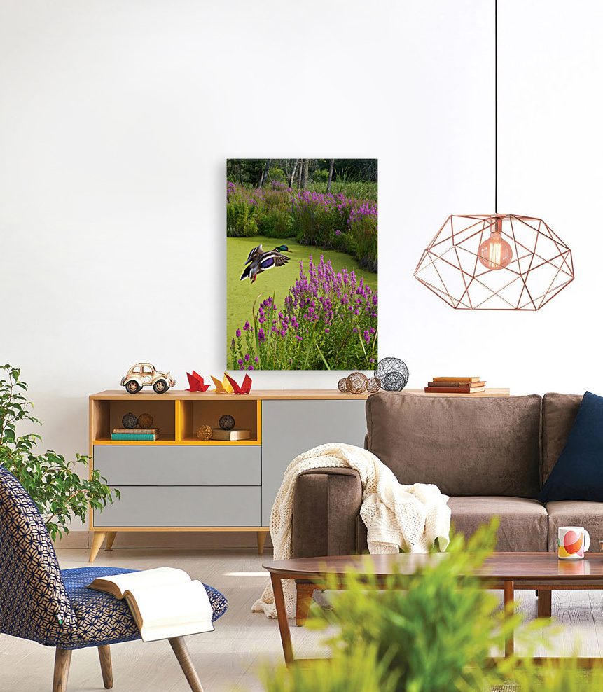 Mallard in flower pond Reproduction