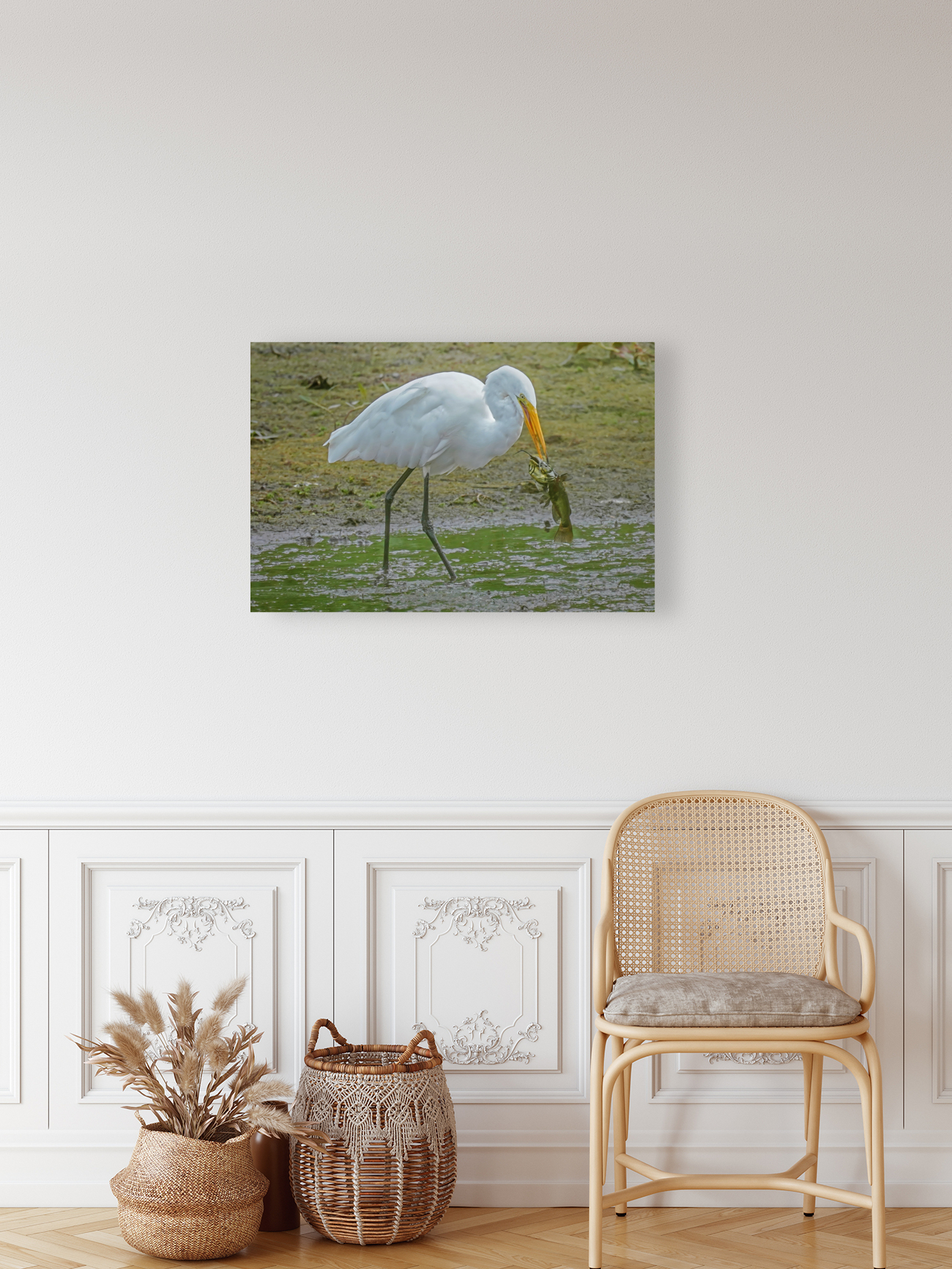 Catfish dinner for egret Reproduction