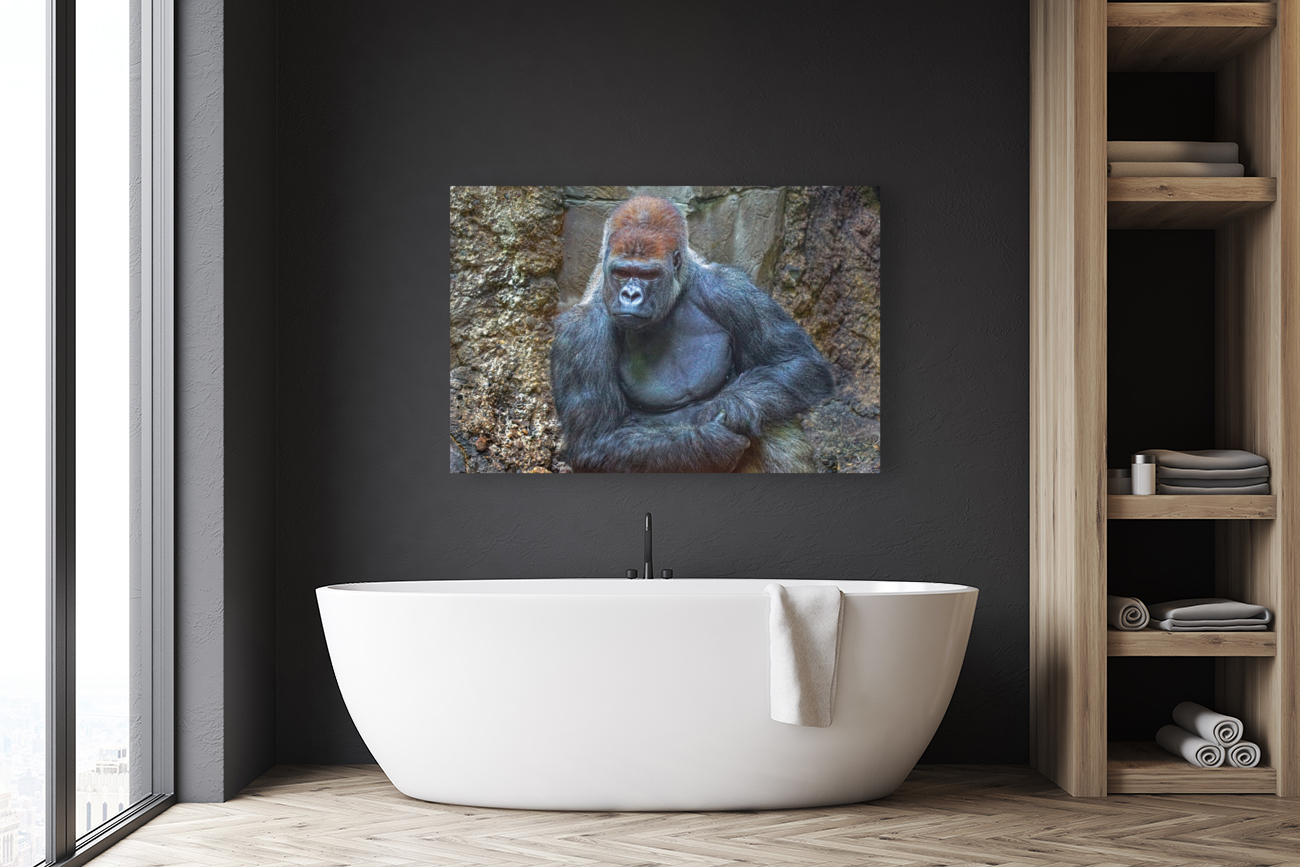 Lowland gorilla Reproduction