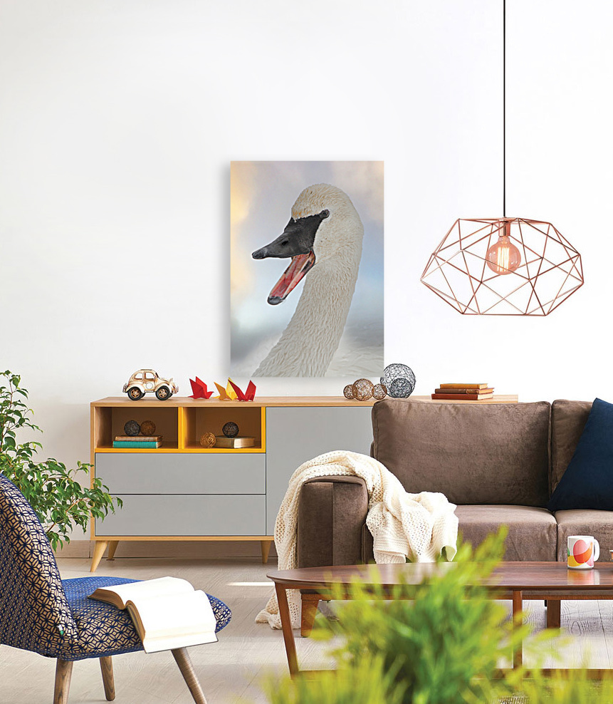 Trumpeting swan Reproduction