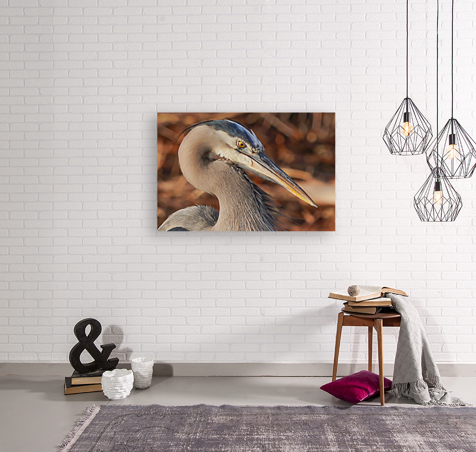 Great blue heron Reproduction