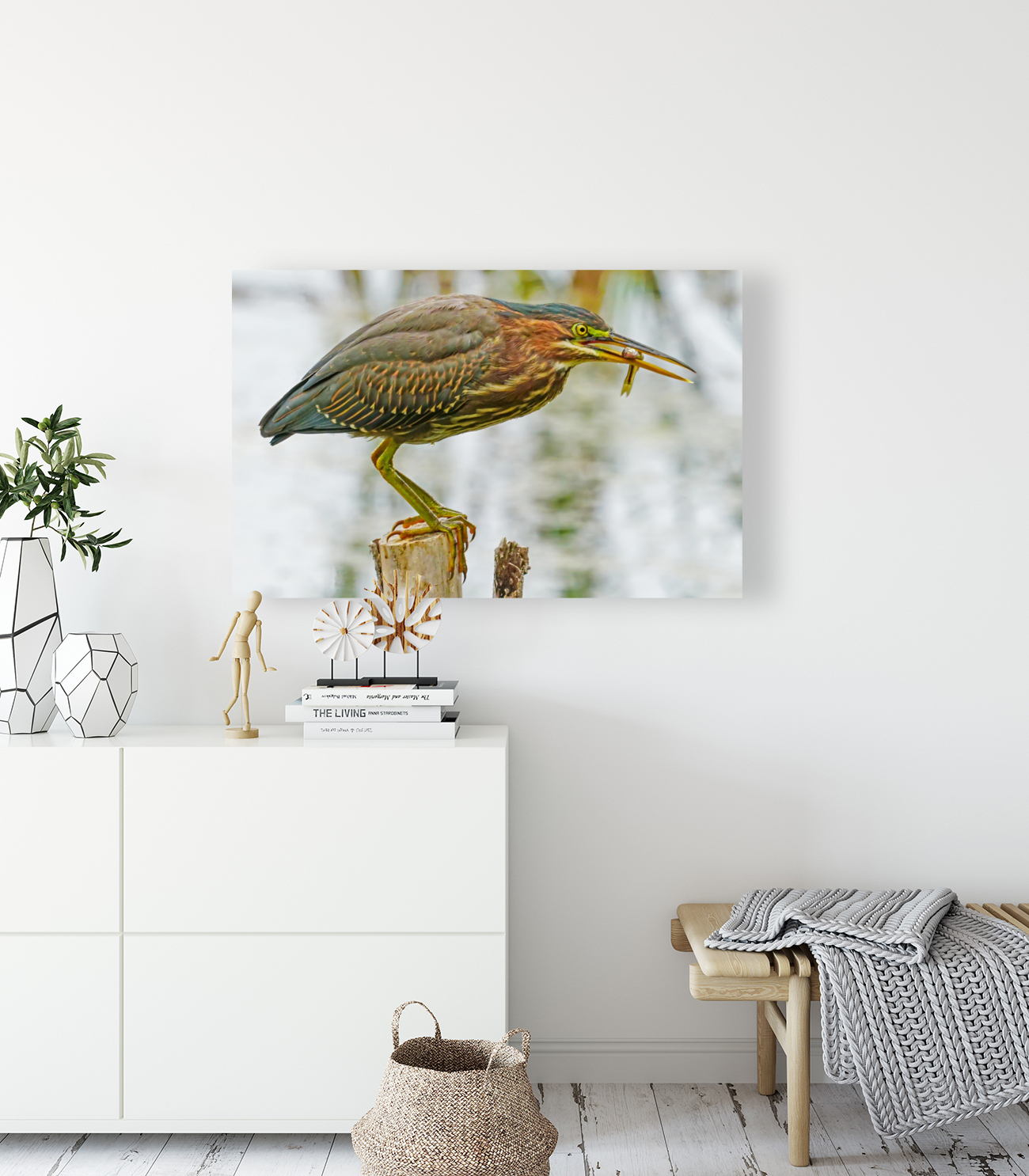 Green heron feeding Reproduction