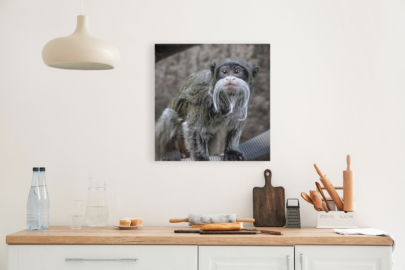 Spider monkey Reproduction