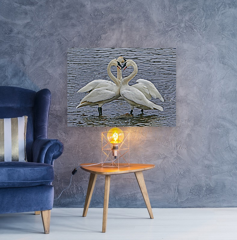 Hearty Swans Reproduction