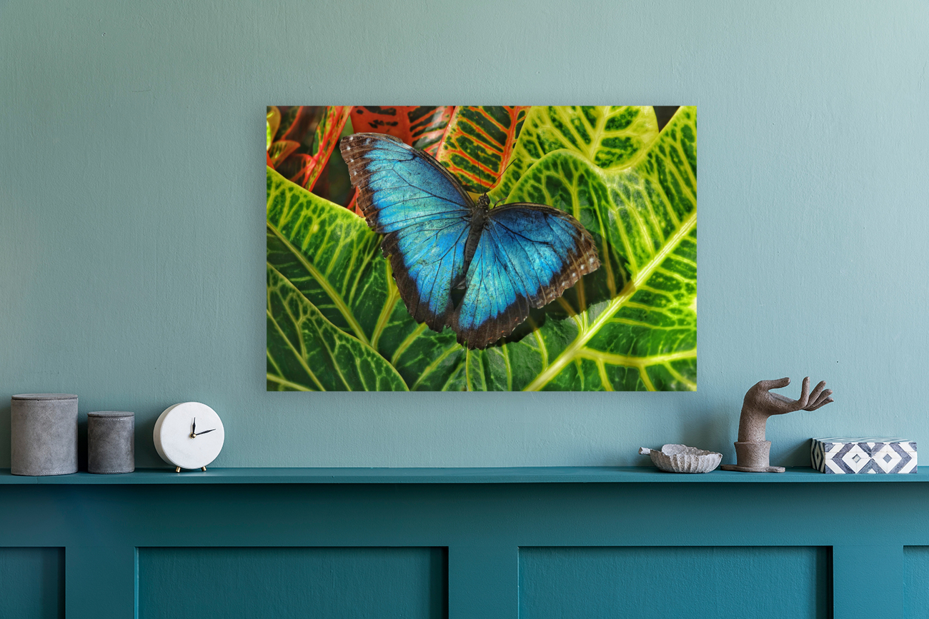 Common blue morpho Reproduction