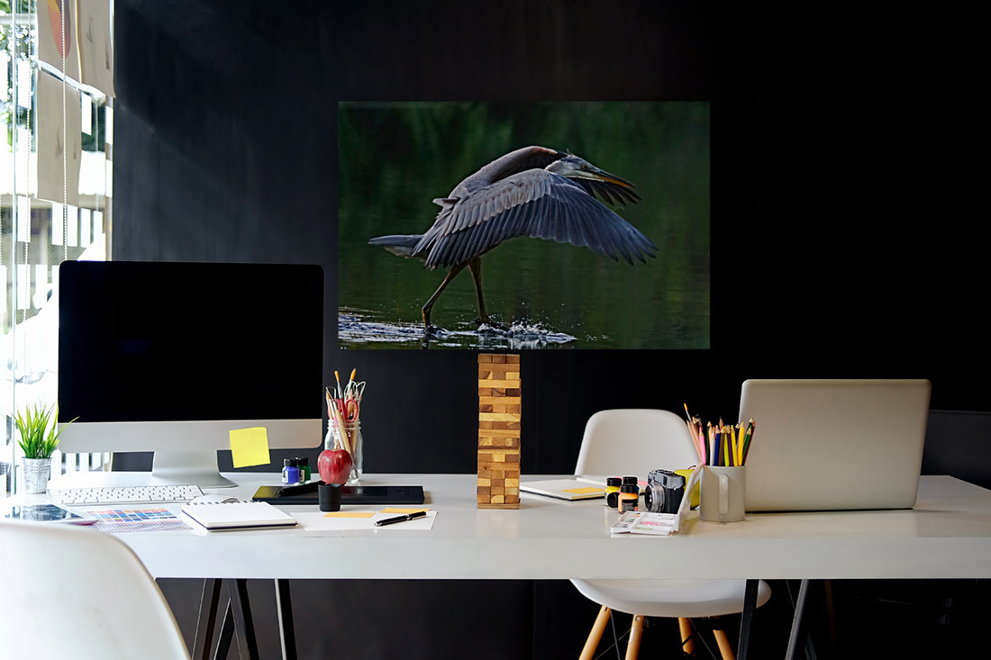 Blue heron landing Reproduction