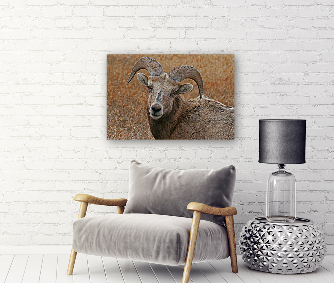 The look- bighorn sheep Reproduction
