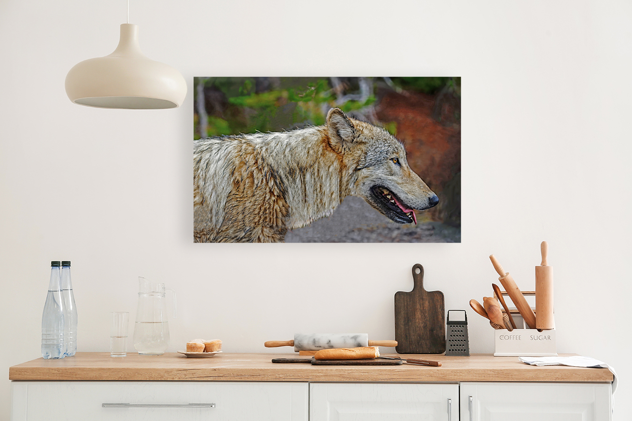 Wolf in the wild Reproduction