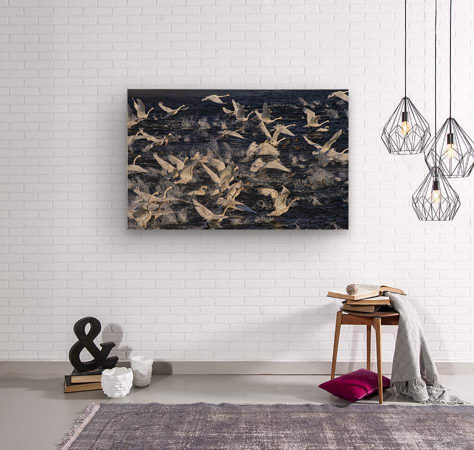 Swan Lift-Off  Wood print
