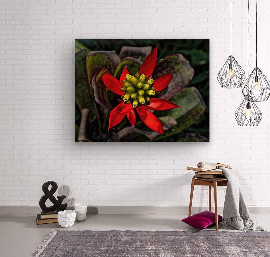 Euphorbia on Display  Wood print