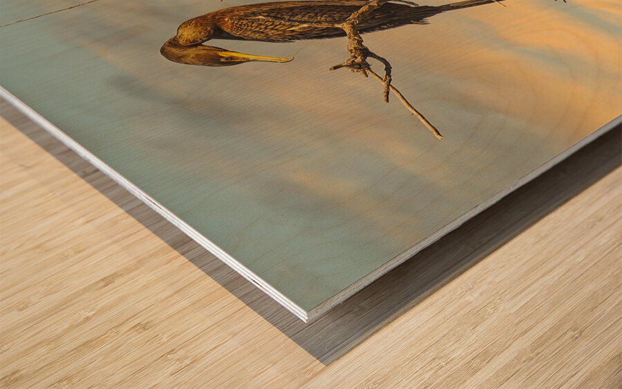 Cormorant at Dusk Wood print