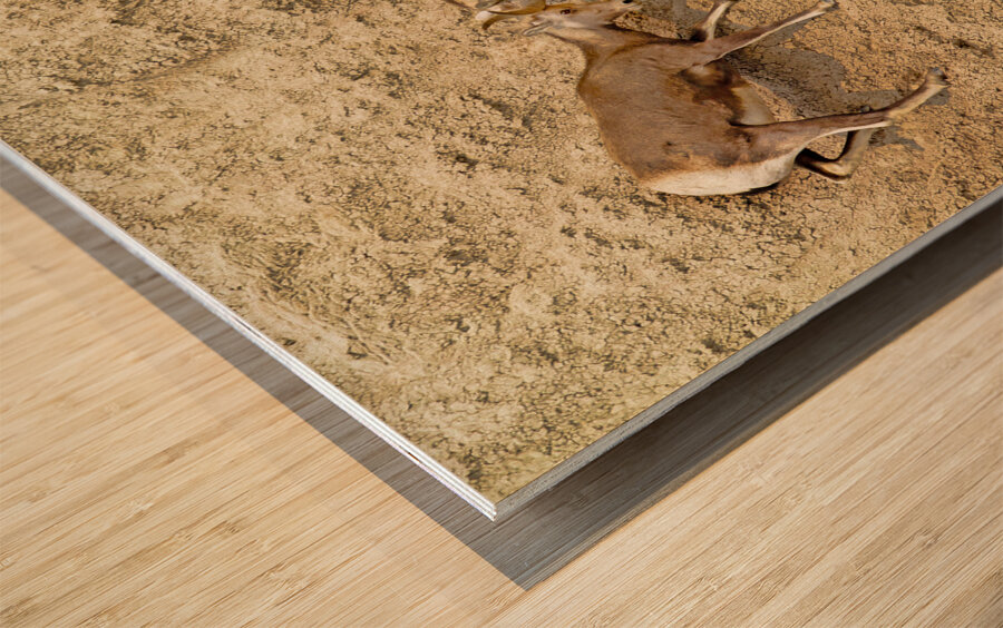 Jousting Big Horn Sheep Wood print