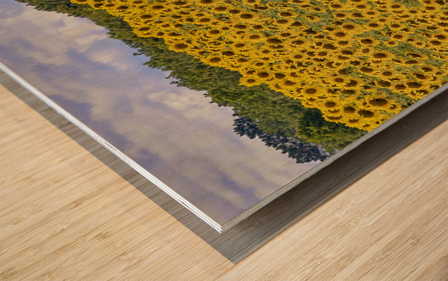 Flower fields Wood print