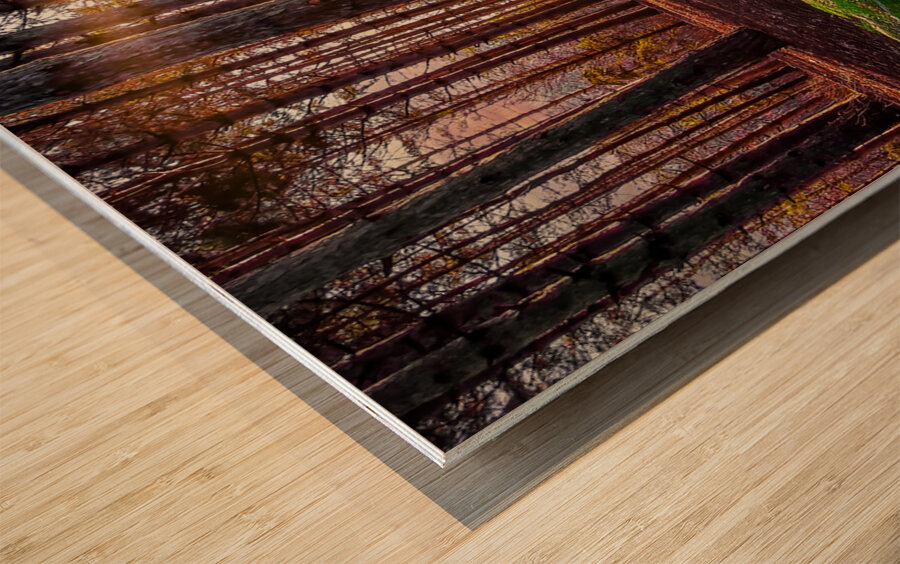 Morning light in the pines Wood print