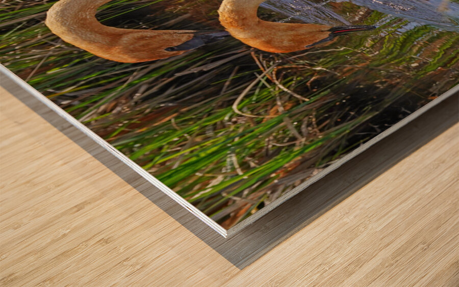 Two swans a swimming Wood print