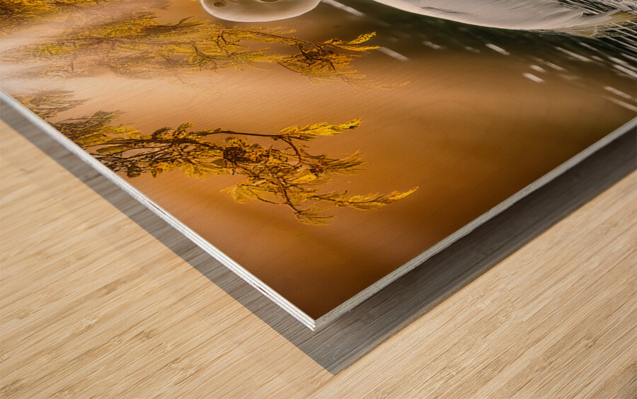 Egret on the hunt Wood print