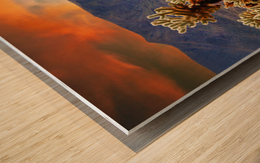 Prickly teddybear cholla Wood print