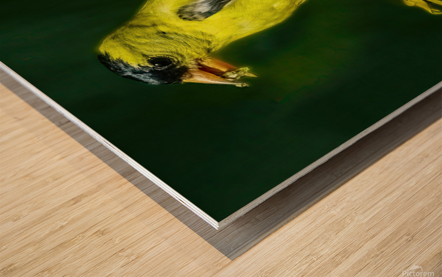 Goldfinch Feeding Wood print