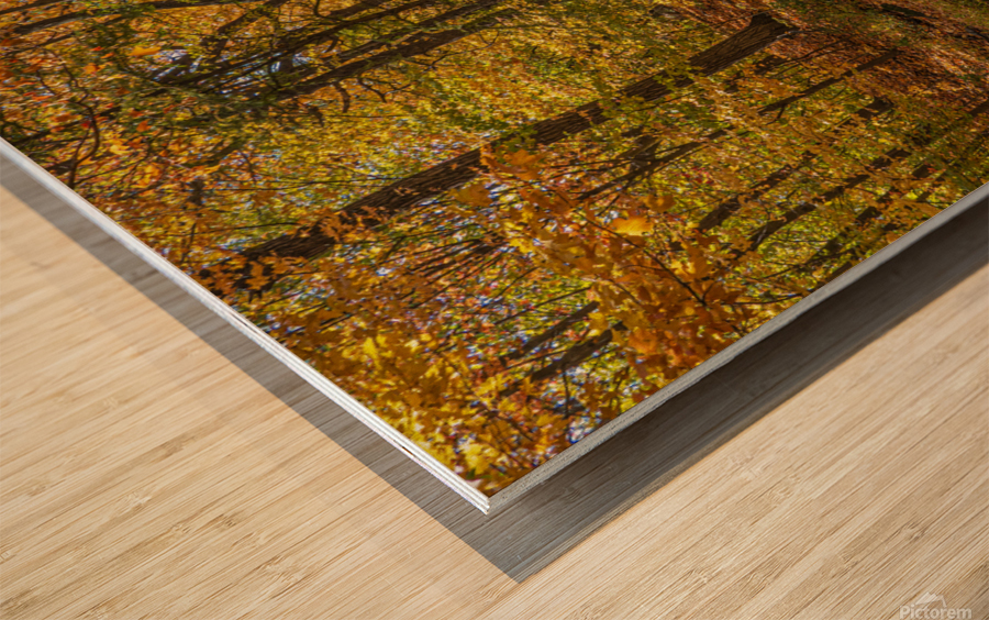 Forest Reflections Wood print