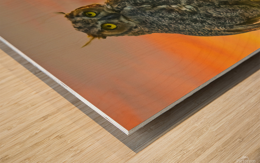 Owl standing watch Wood print