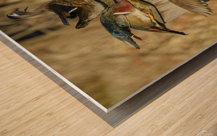 Wood duck squabble Wood print