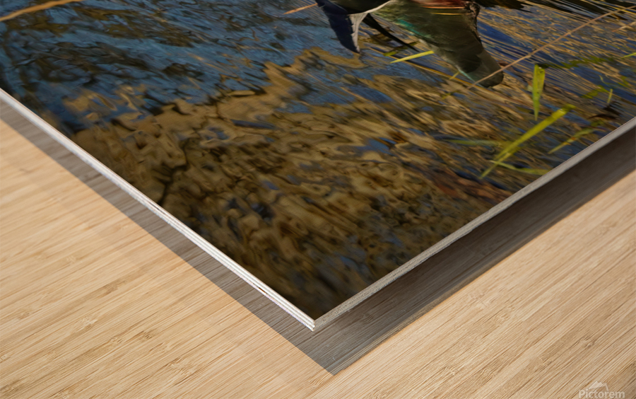 Wood Duck in Minnesota Wood print