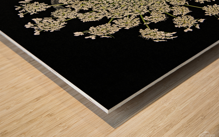 Wild Carrot Wildflower Wood print