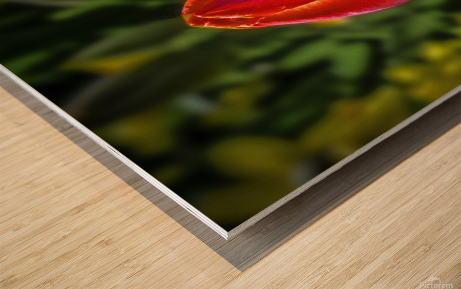 Keukenhof rose Wood print