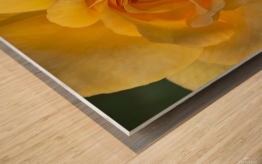 Yellow rose Wood print