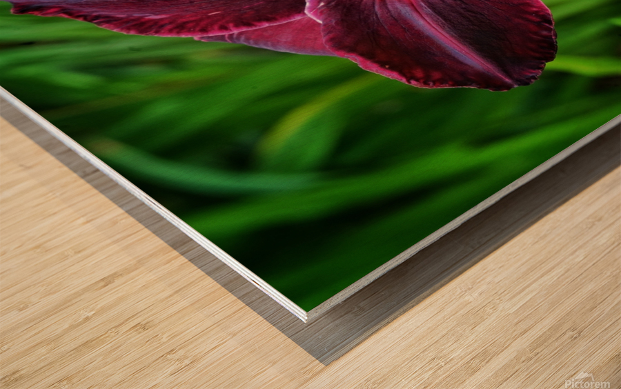 Purple Lily Wood print