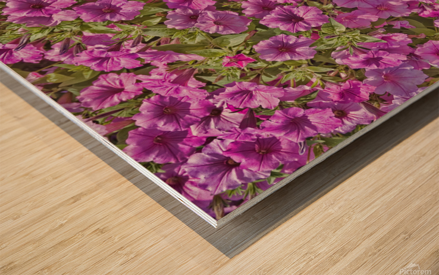 Pansy Garden Wood print