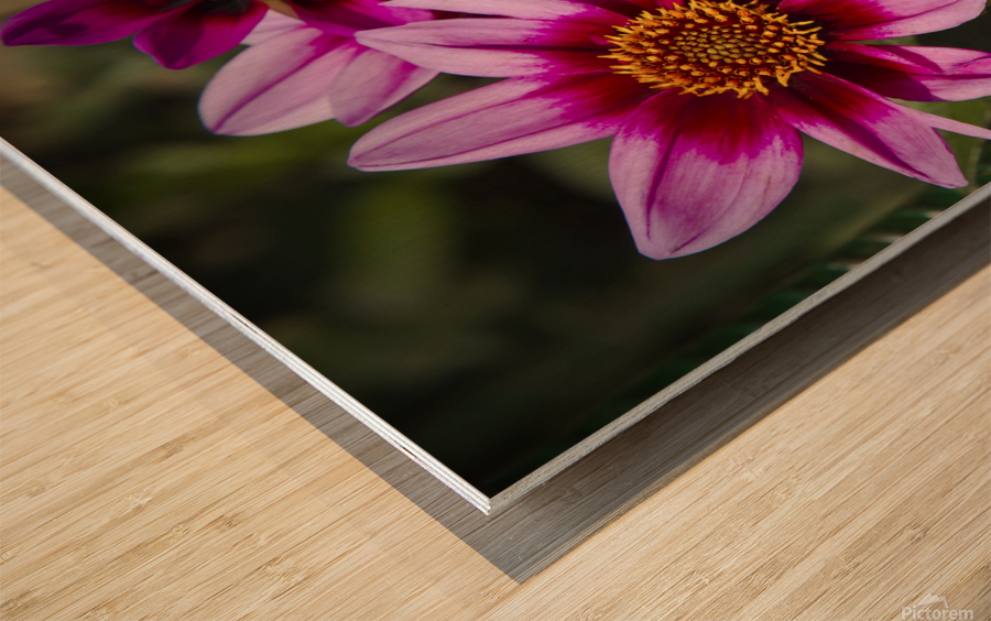 Dahlia flower and monarch Wood print