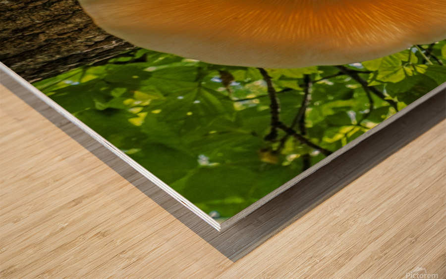  Elm Cap Mushroom Wood print