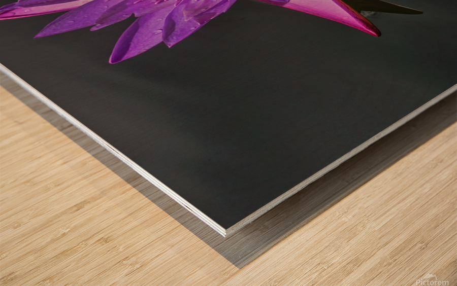 Purple pond Lilly Wood print
