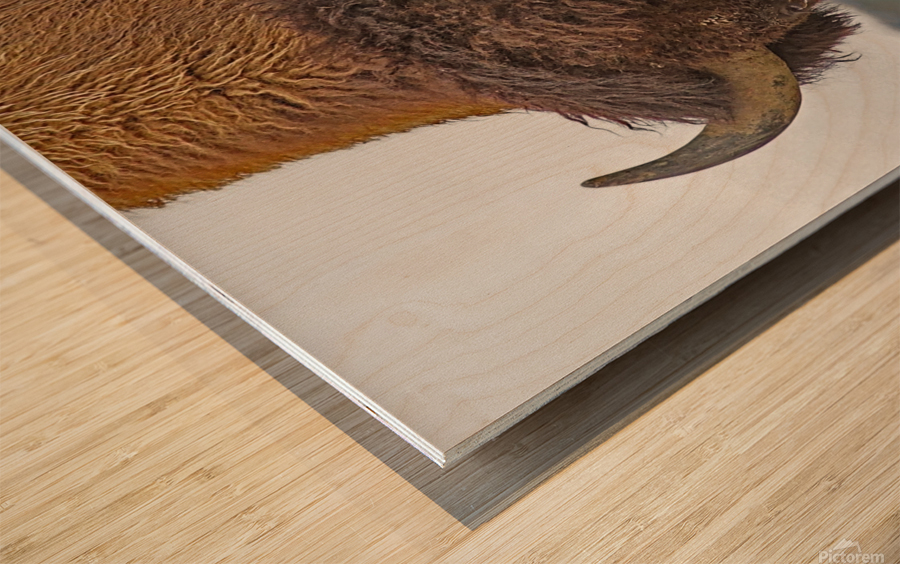 Bull bison Wood print