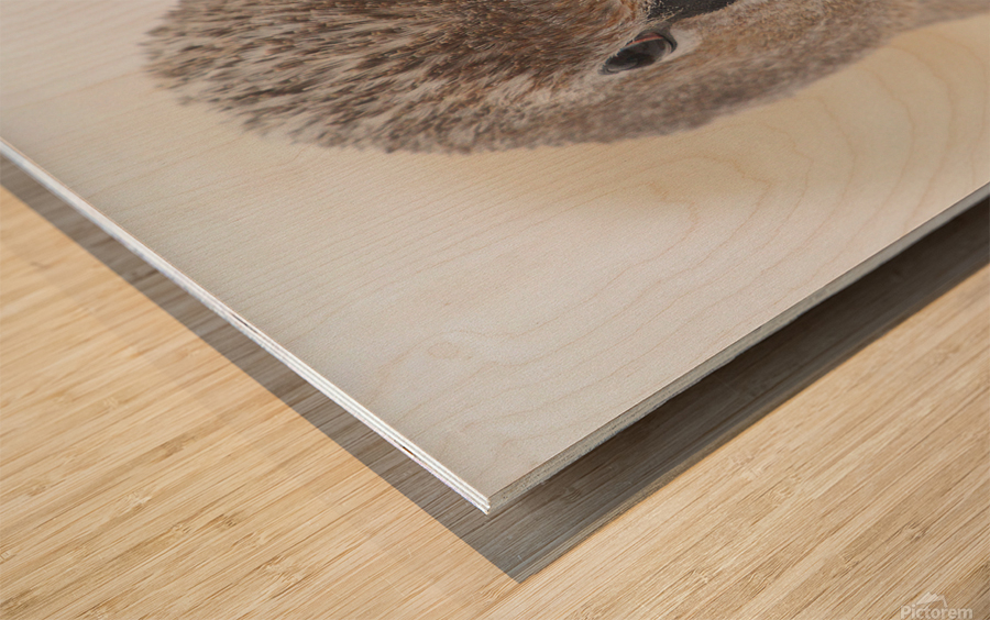 Trumpter swan Wood print